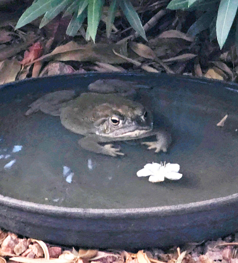 Frog desert toad soaking in a bird bath meditating on life